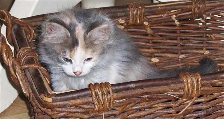 Blanding af racer Lille My billede 2