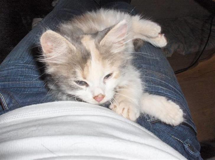 Blanding af racer Lille My - det er nu vist helt okay at ligge ved mor billede 3