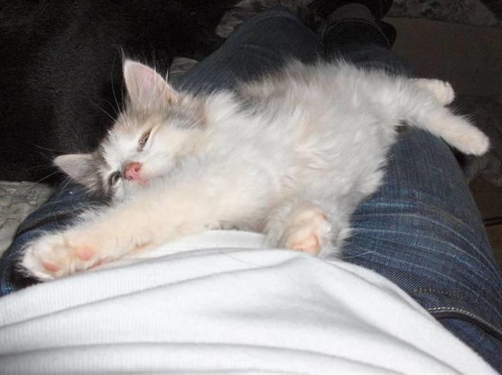 Blanding af racer Lille My - ja, det er rigtig dejligt faktisk, det kunne jeg godt vænne mig til... billede 4