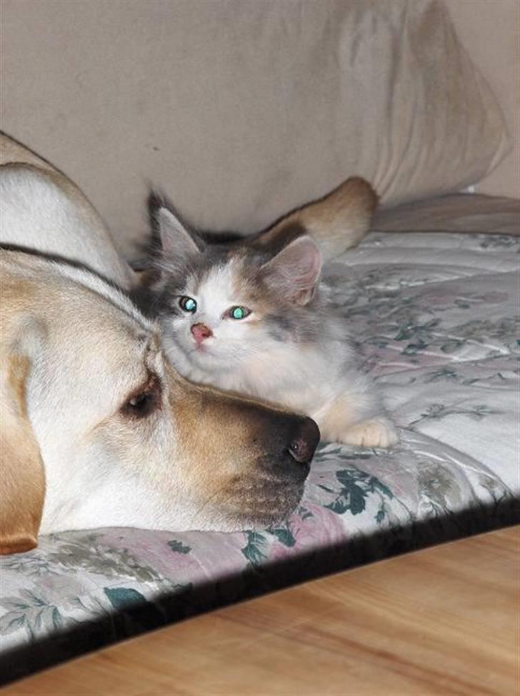 Blanding af racer Lille My - jeg tror altså du er lidt farlig... billede 5