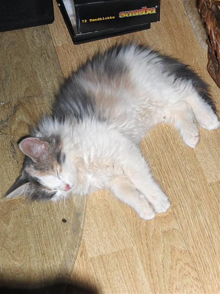 Blanding af racer Lille My - dejlig med en slapper foran brændeovnen billede 6