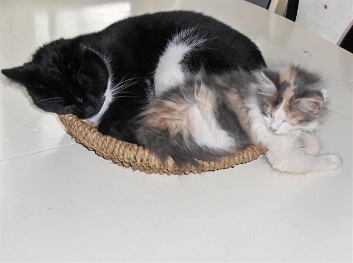 Blanding af racer Lille My - jeg kan altså også godt være her billede 7