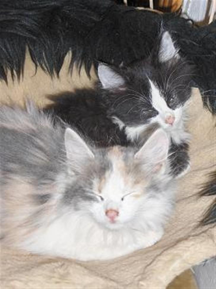 Blanding af racer Lille My - mig og min søster som har fået nyt hjem billede 8