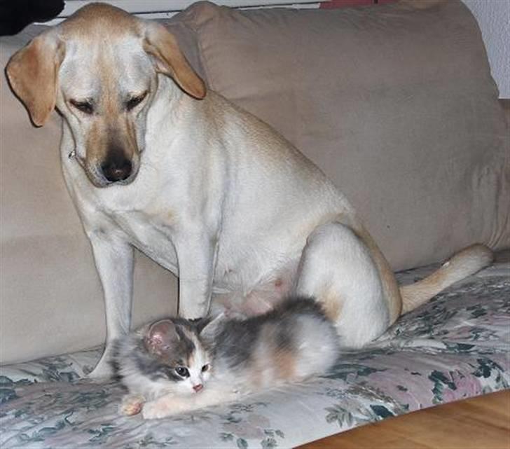 Blanding af racer Lille My - du rør mig ikke !! billede 9