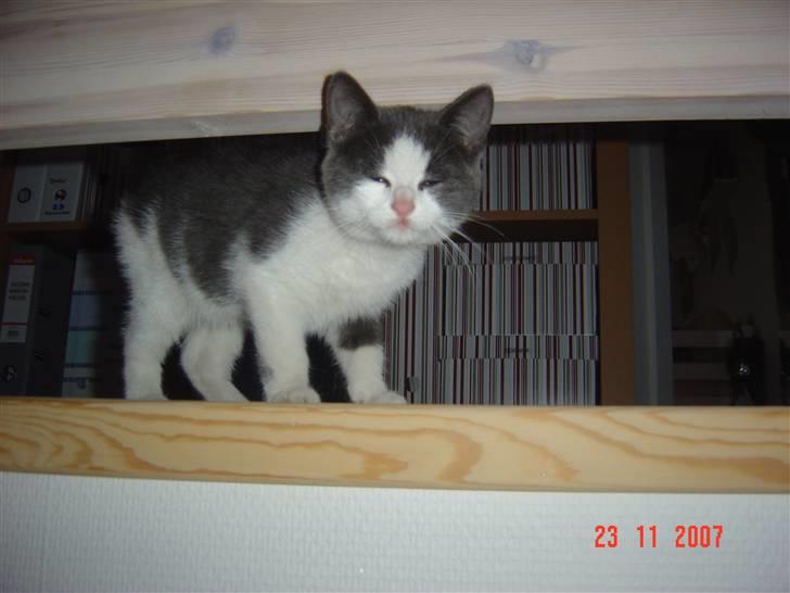 Huskat Zeb R.I.P :( - velkommen til Zeb`s profil  billede 1