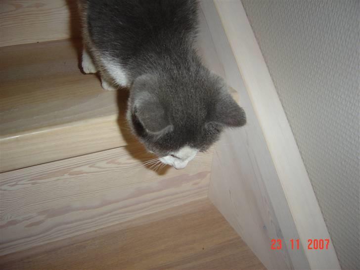 Huskat Zeb R.I.P :( - Zeb på vej ned af trappen  billede 2