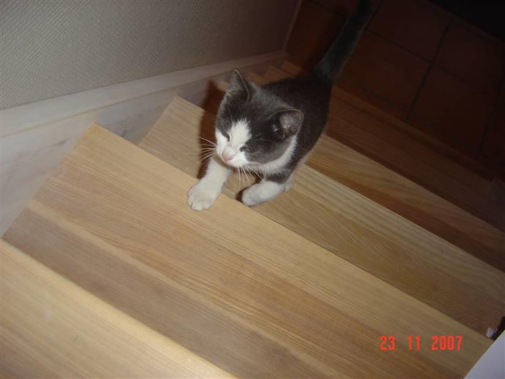 Huskat Zeb R.I.P :( - Zeb på vej op ad trappen  billede 3