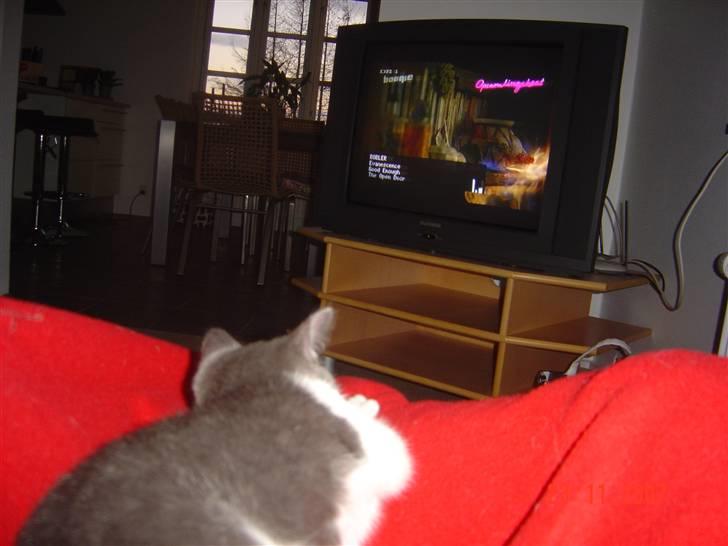 Huskat Zeb R.I.P :( - Zeb ser boogie hihi :D billede 4