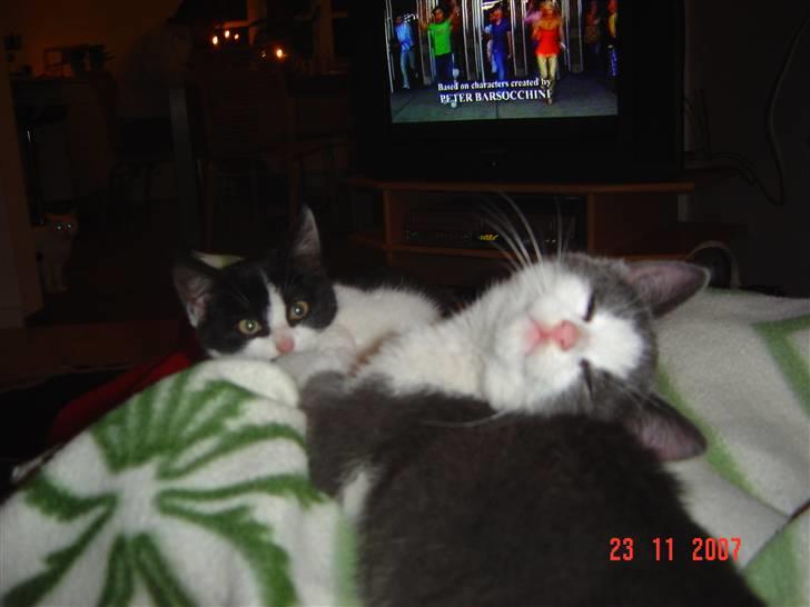 Huskat Zeb R.I.P :( - hejjjjjjjjjjjjjjj   vil du være med til at se fjernsyn :D billede 5