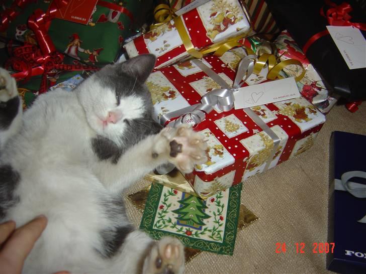 Huskat Zeb R.I.P :( - ummmm   her er endlig dejligt  :D billede 6