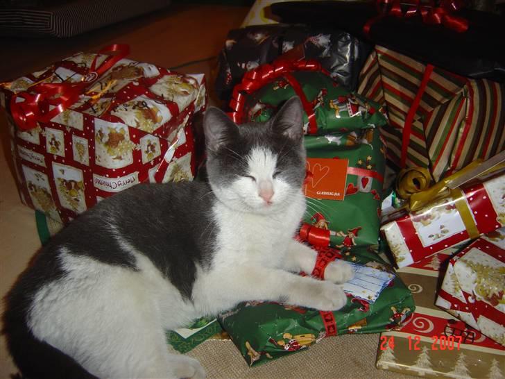 Huskat Zeb R.I.P :( - jeg elsker gaver <3<3<3 XD billede 7