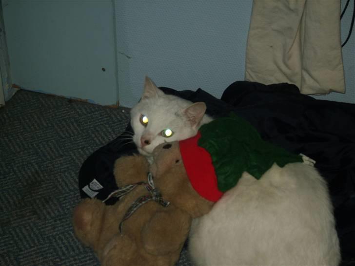 Huskat Simba<3 - Hej med dig. Velkommen til Simbas profil.Smid gerne en bedømmelse og en kommentar. På billedet er Simba og min bamse:) billede 1