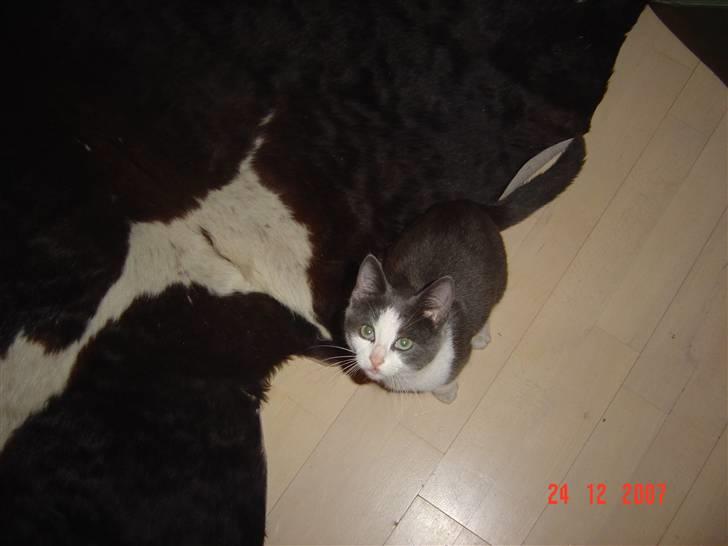 Huskat Zeb R.I.P :( - miav billede 8