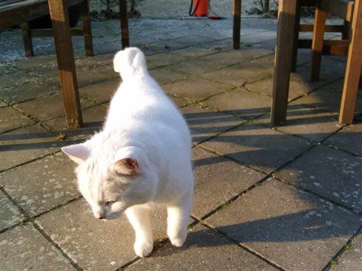 Huskat Simba<3 - Prøver at tage billed af Simba:) billede 2