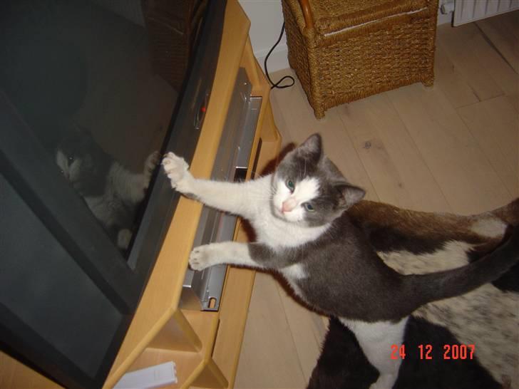 Huskat Zeb R.I.P :( - heyy du  tænd lige for fjernsynet billede 9