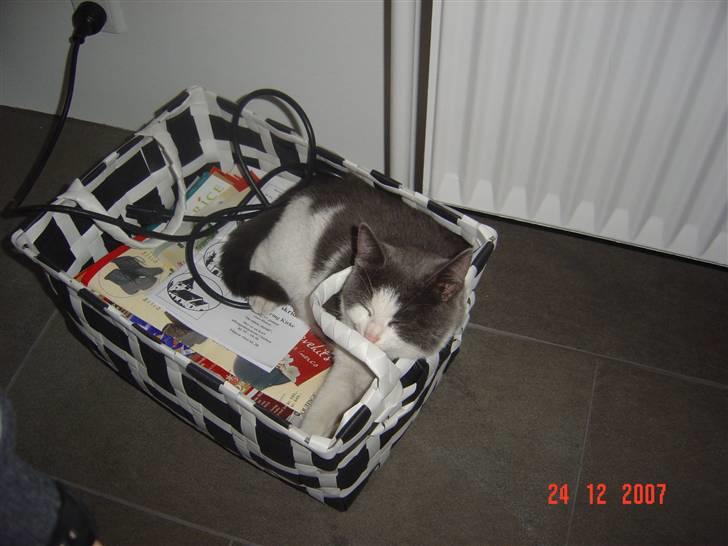 Huskat Zeb R.I.P :( - man ligger jo godt  billede 10