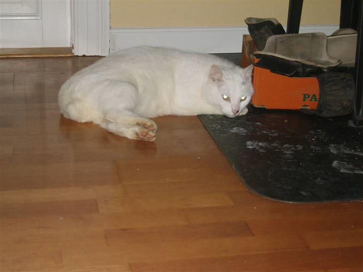 Huskat Simba<3 - Simba ligger og varmer sig ved brandeovnen:) billede 4