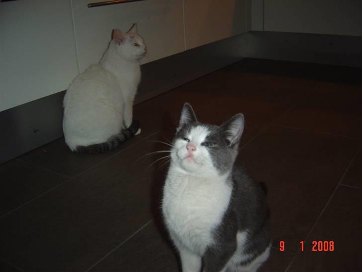 Huskat Zeb R.I.P :( - Zeb sitter så fint dygtig <3<3<3 billede 11