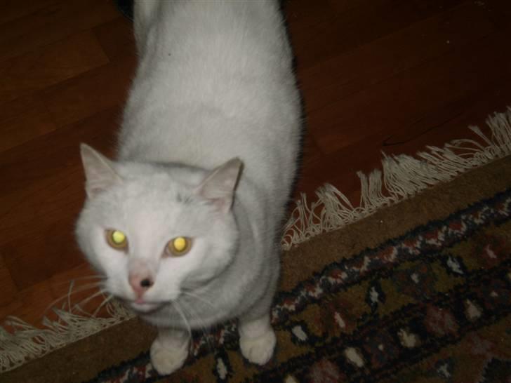 Huskat Simba<3 - Smiiiiiil:) billede 5