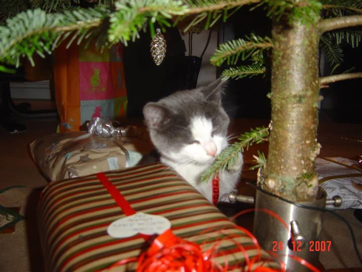 Huskat Zeb R.I.P :( - hmmm spændene  billede 12