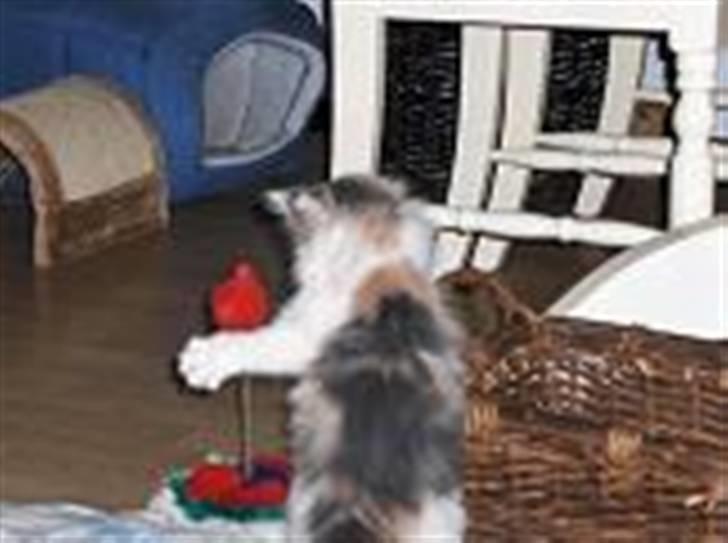 Blanding af racer Lille My billede 10