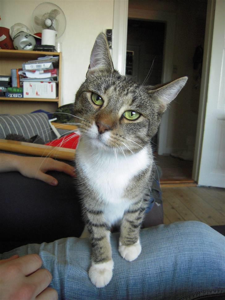 Blanding af racer Simba billede 1