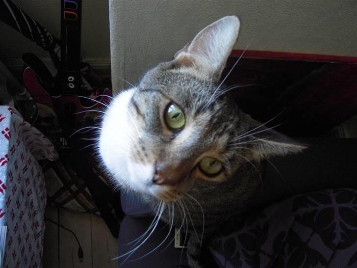 Blanding af racer Simba billede 3