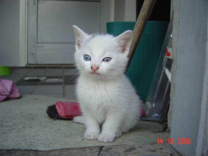 Huskat Buster forsvundet  - velkommen til busters profil billede 1