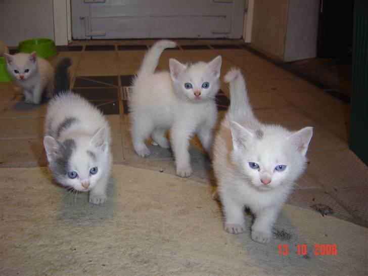 Huskat Buster forsvundet  - buster den bagerste af de tre foreste billede 2