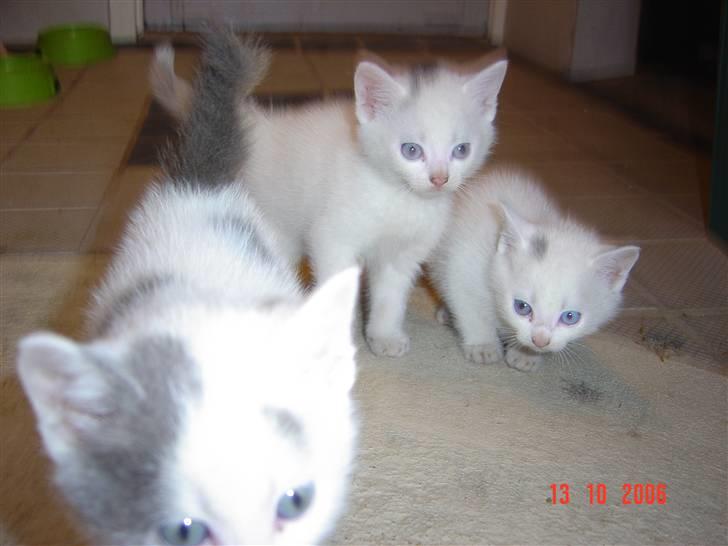 Huskat Buster forsvundet  - kan du finde buster mellem hans søskende billede 3