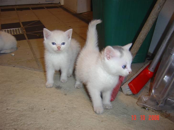 Huskat Buster forsvundet  - du er så sød bulle savner dig virkelig <3<3<3 billede 4