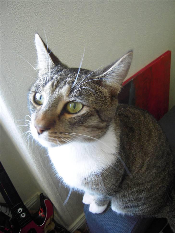 Blanding af racer Simba billede 4