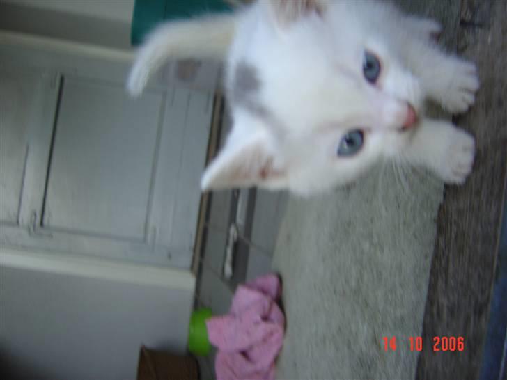 Huskat Buster forsvundet  - hejj bulle  billede 5