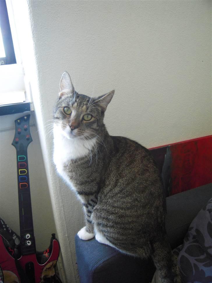 Blanding af racer Simba billede 5