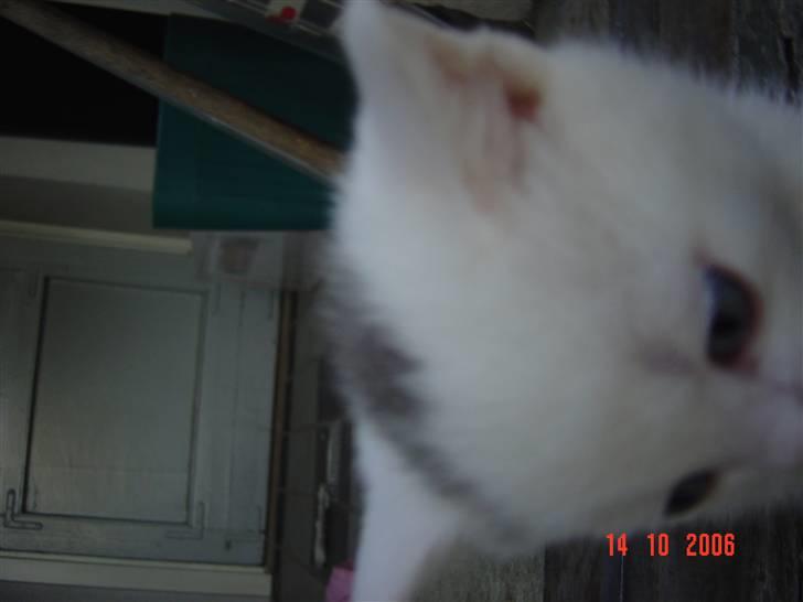 Huskat Buster forsvundet  - bulles nuttet hoved  billede 6