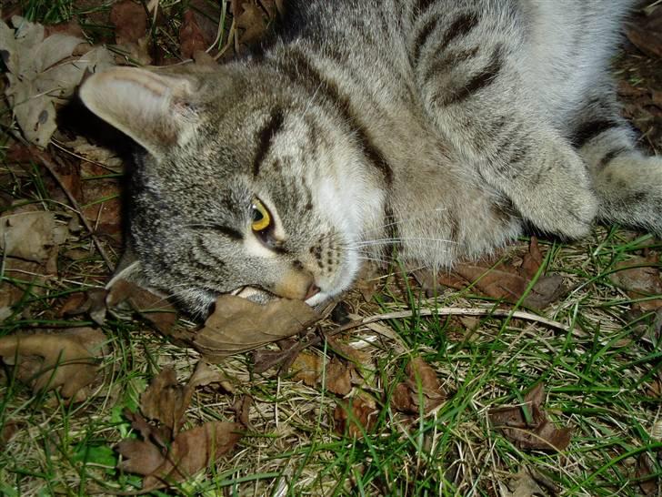 Huskat Otto - hmm.. det er så hyggeligt at ligge og glo på et blad? eller :) billede 20