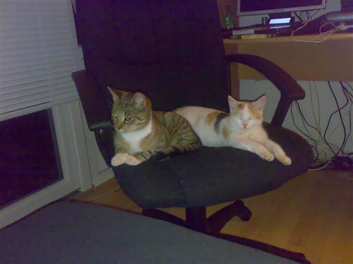 Blanding af racer Simba billede 6