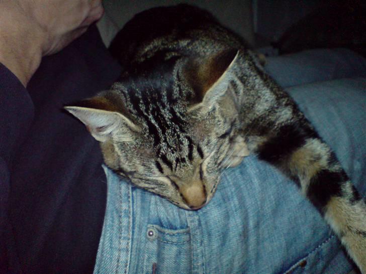 Blanding af racer killing billede 8