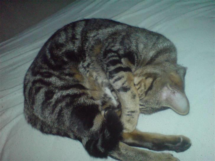 Blanding af racer killing billede 9