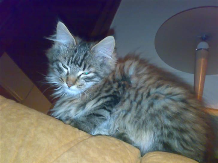Maine Coon Nuller billede 11