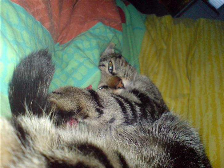 Blanding af racer killing billede 10