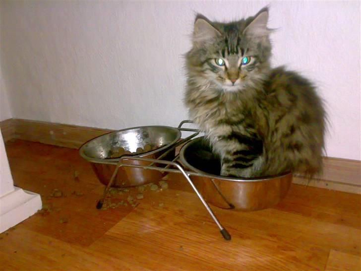 Maine Coon Nuller - Hmm.... jeg keder mig! billede 12