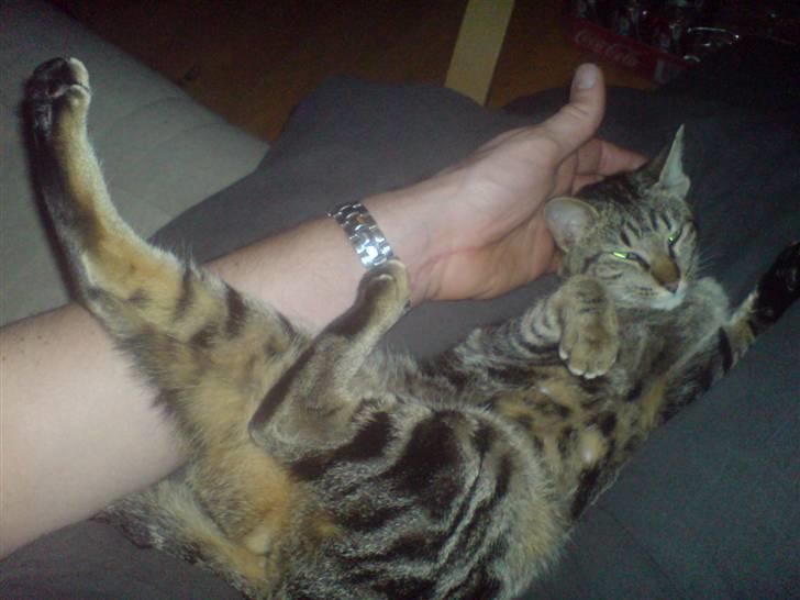 Blanding af racer killing billede 12