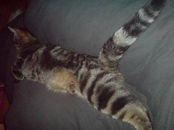 Blanding af racer killing billede 13