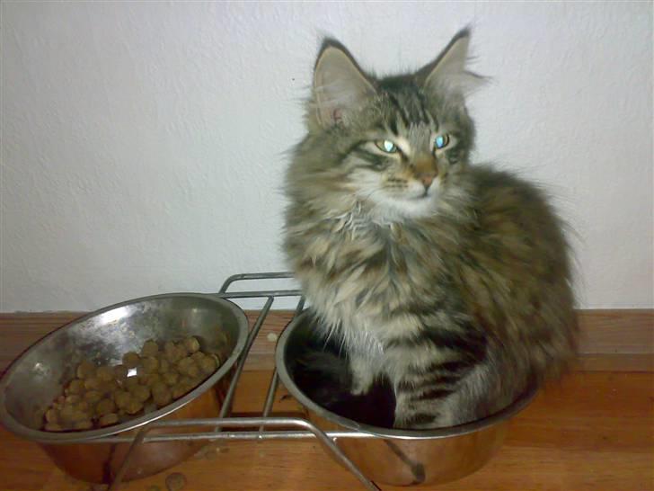 Maine Coon Nuller - Tror lige jeg vil drille Teddy lidt billede 13