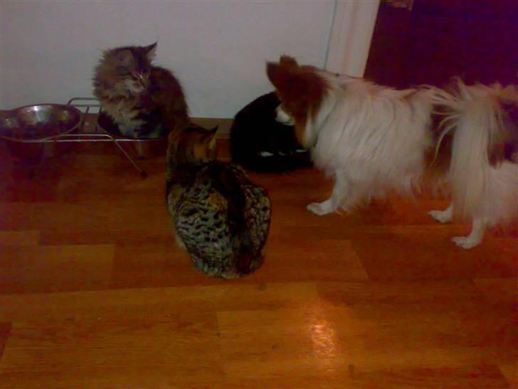 Maine Coon Nuller - Det kan godt være du er sulten men jeg flytter mig ikke billede 14