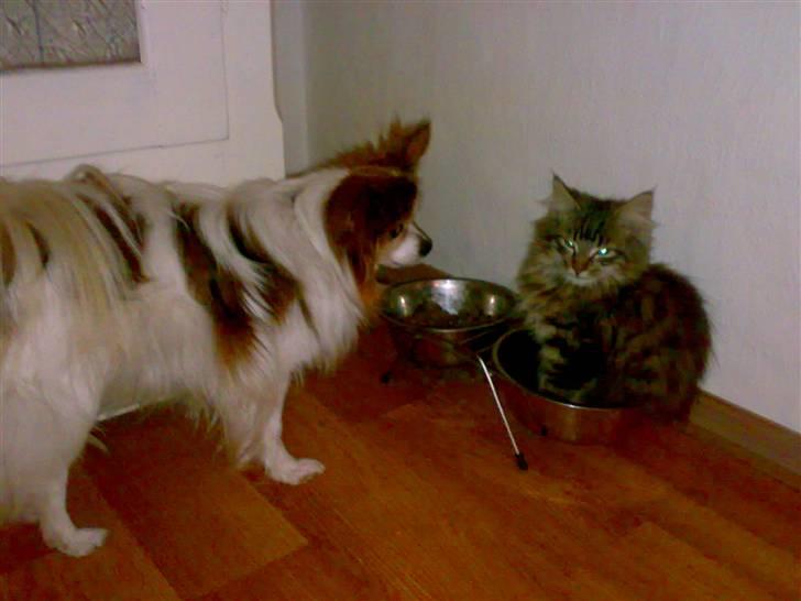 Maine Coon Nuller - Nix, jeg bliver siddende billede 15