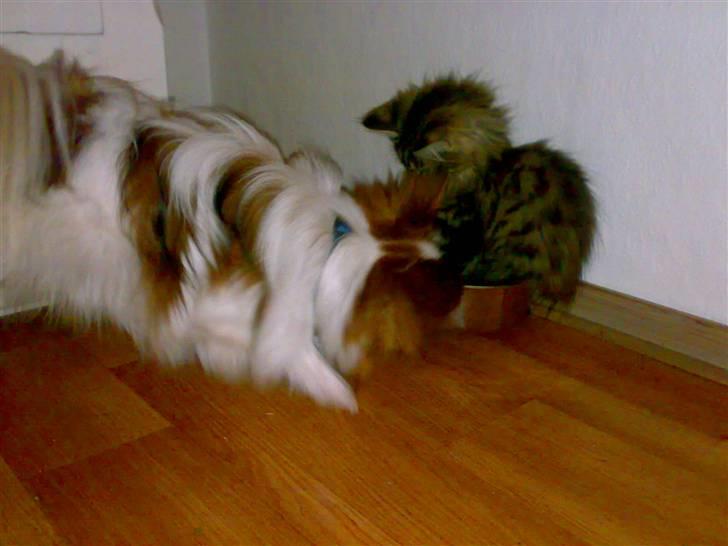 Maine Coon Nuller - Du kan godt glemme det, jeg flytter mig ikke billede 16