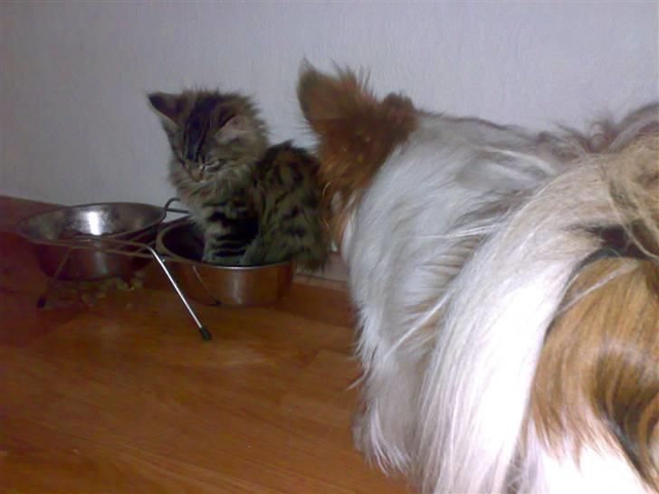 Maine Coon Nuller - Du må vente med at spise til jeg har fået min skønhedssøvn billede 17