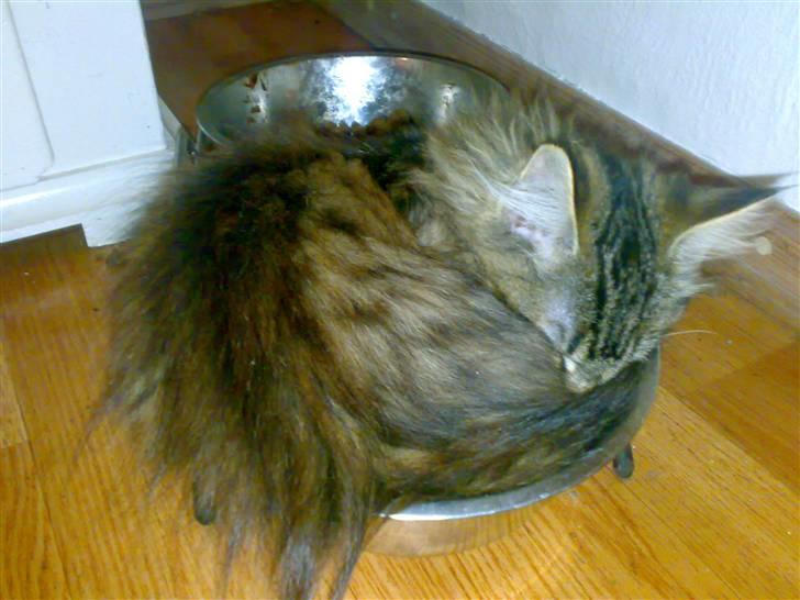 Maine Coon Nuller - Napper lige en lur billede 20